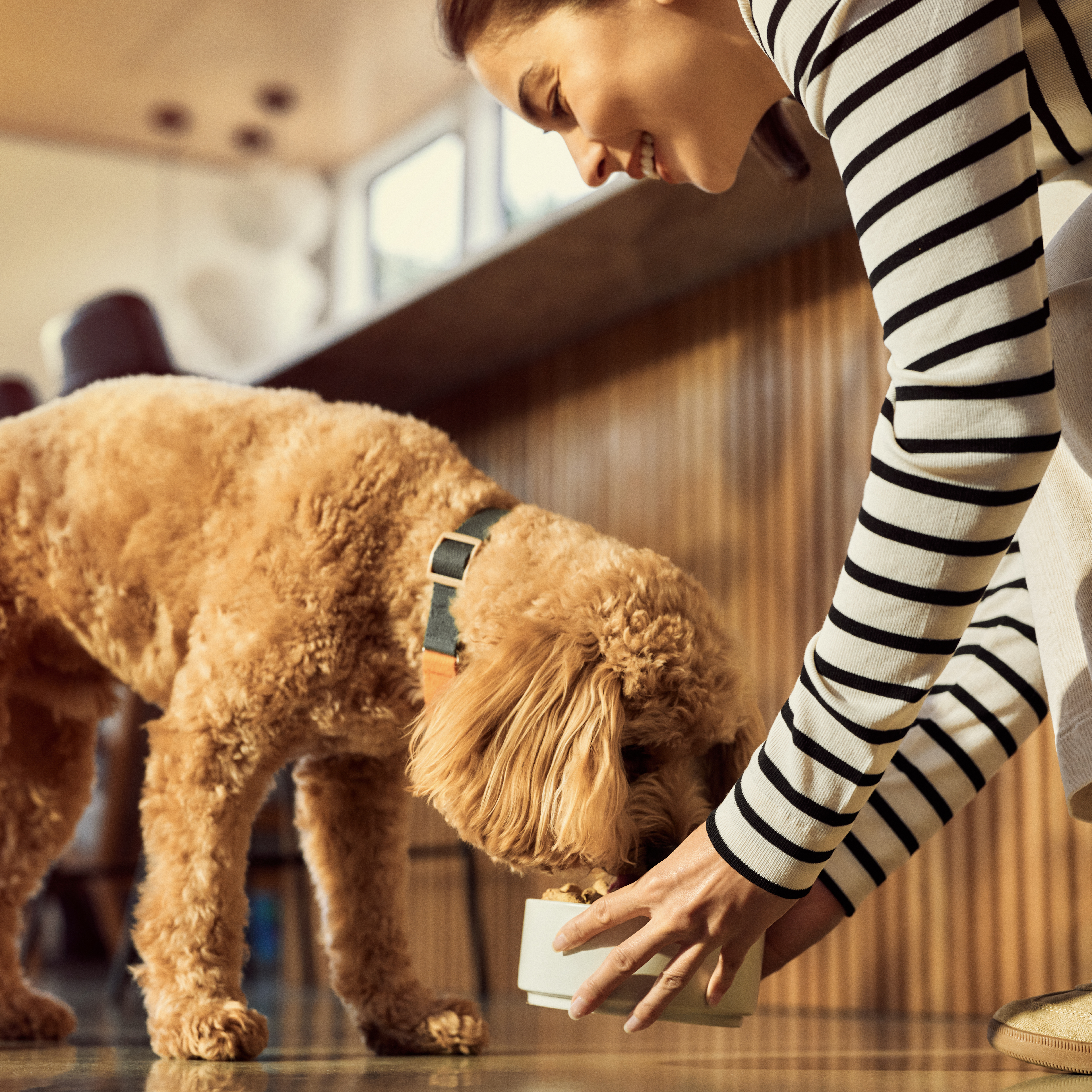 Dog Supplies